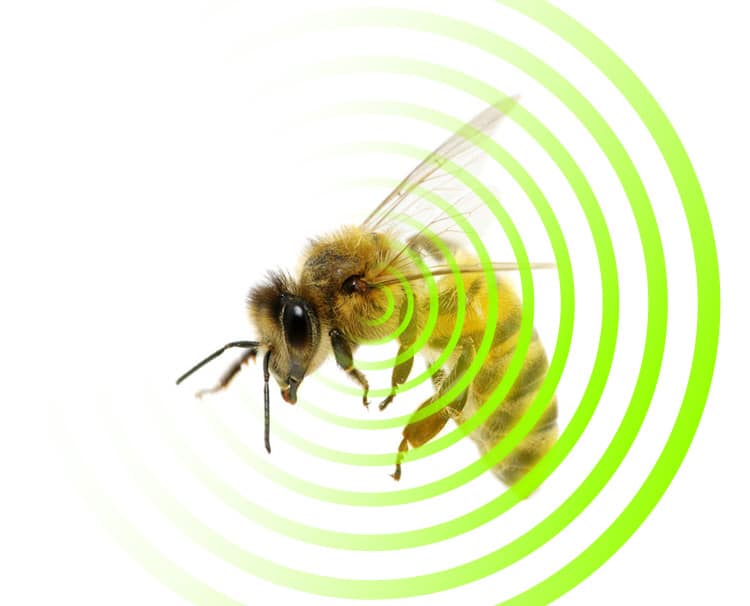 Disappearing Bees Due to EMF Radiation Saturation
