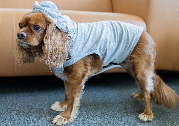 DefenderShield EMF Radiation Protection Pet Vest Medium Dog